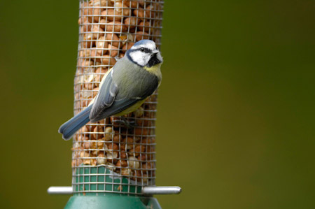Photo: Blue tit on feeder Ray Kennedy rspb-images.com
