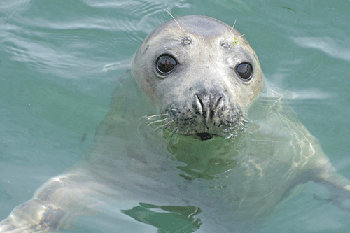 Seal