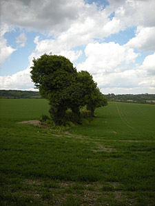 tree in Kent in summer