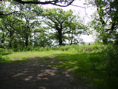 UK trees