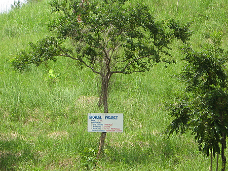 Biofuels project ree in the Phillipines