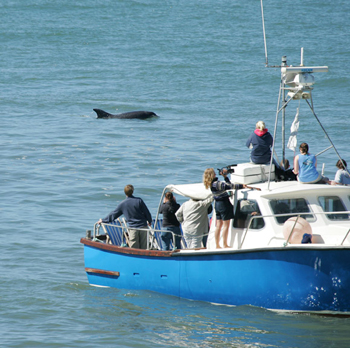 Dolphins