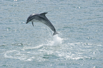 Dolphins