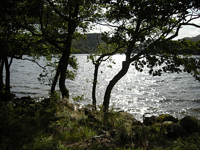 Trees in Snowdonia National Park, Wales